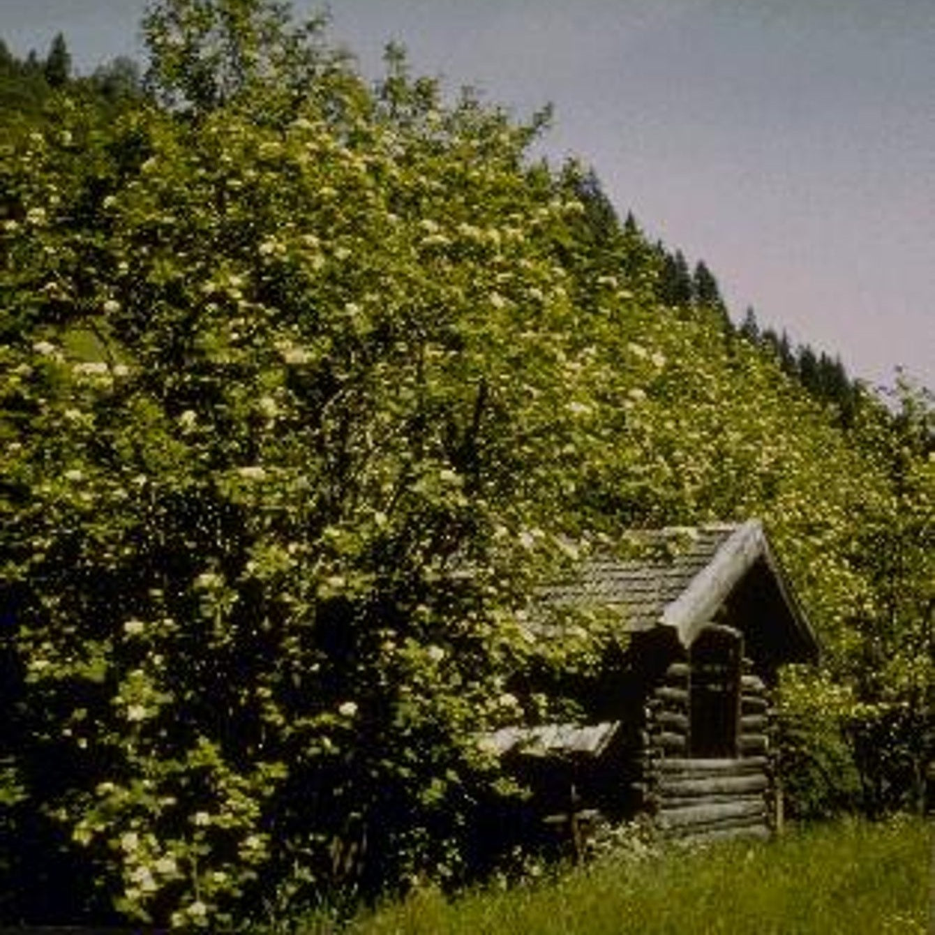 Rönn – Sorbus aucuparia - 10/12 in Cont HO/ST